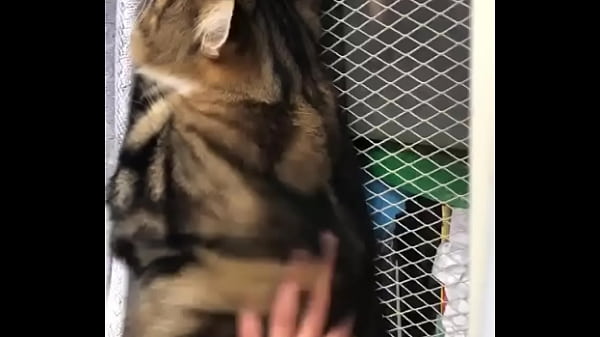 Indian Beastialittty Enjoyer Shoes His Love To Lucky thumbnail