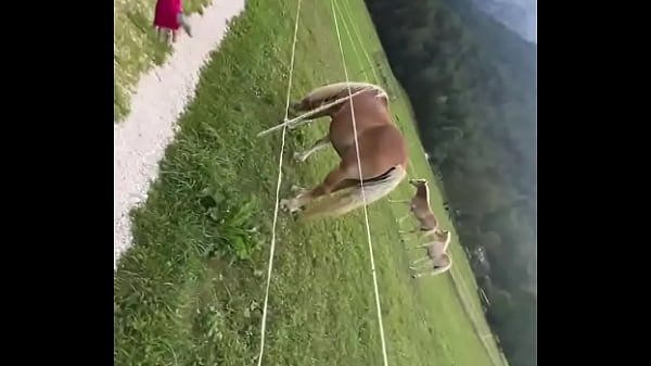 Play MP4 - Dancing next to some beautiful horses outdoors &quest;&quest;What's your favorite way to connect with nature&quest;&num;Dancing &num;Outd&period;&period;&period;