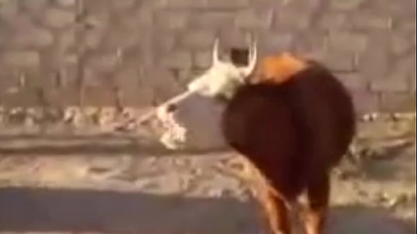 Video de v&eacute_rification