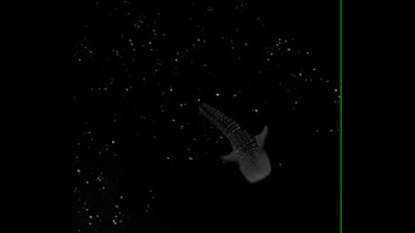 Nonton Foar thumbnail