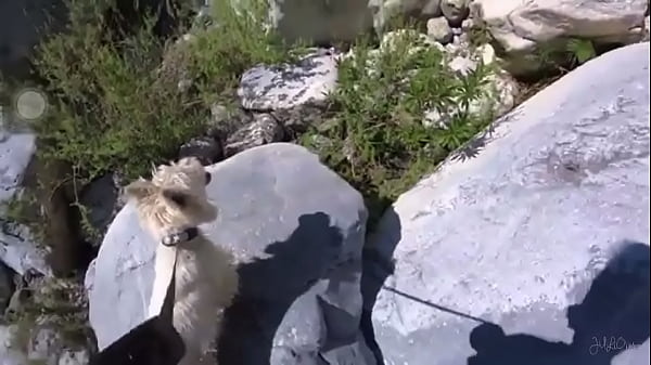 El Perro Que Vuela thumbnail