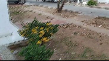 Nonton Recording My Neighbor From The Street While She Masturbates With The Window Open. She Is Excited And Moans Very Hard And Fingers Her Pussy. I Record It For Xvideos thumbnail