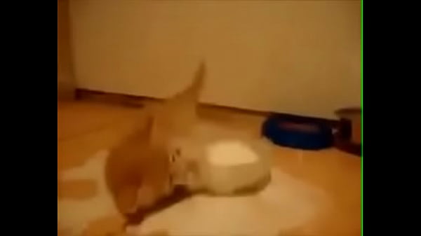 Meow