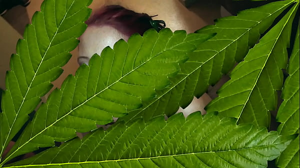 Nonton Up In Smoke thumbnail