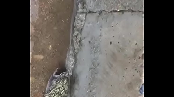 Suruba de sapo