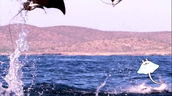 Conga Squad - Sunshine Groove - Mobula Gang thumbnail