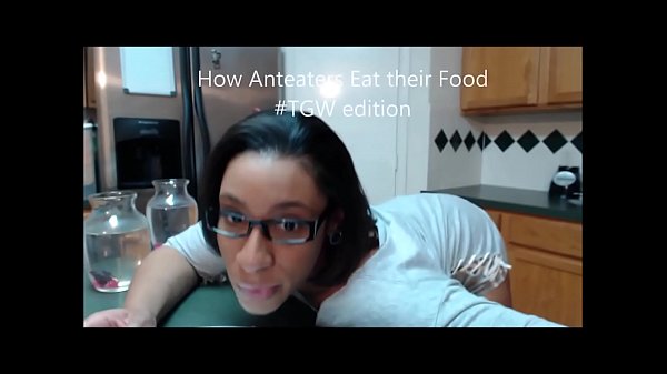 Nonton Tgw 4 The Animals thumbnail