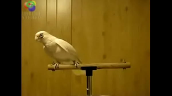 Bird loves Egyptian music 0001 