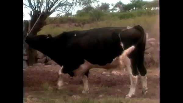 Rancheros Calientes 2 thumbnail