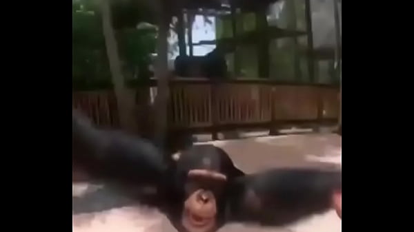 Happy Monky thumbnail