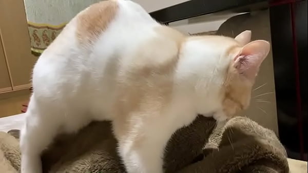 認証動画