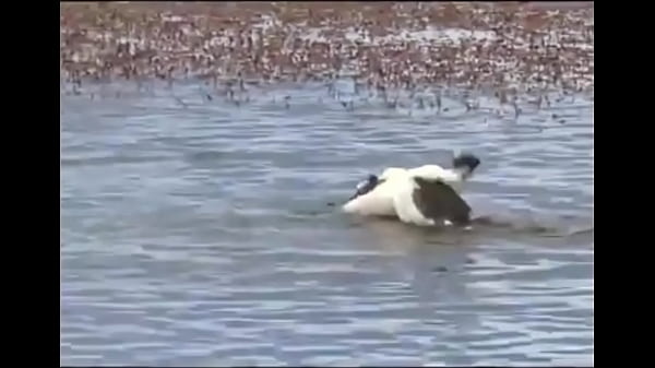 Nonton Yopatos Em Ritual De Acasalamento thumbnail