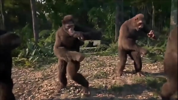 Macaco