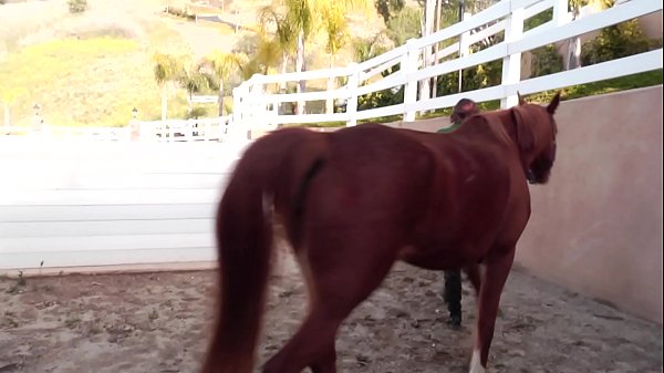 Two Beautiful Babes Ally Evans, Dani Daniels Gets It Going In The Stable thumbnail