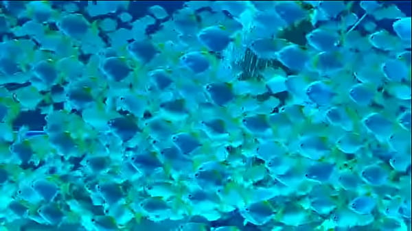 Nonton Putaria&andarilios thumbnail