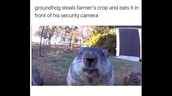Furry Absolutely Fucks Farmer Over thumbnail