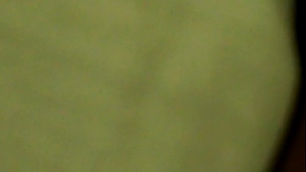 Nonton Jessica Culona Infiel Comadre thumbnail