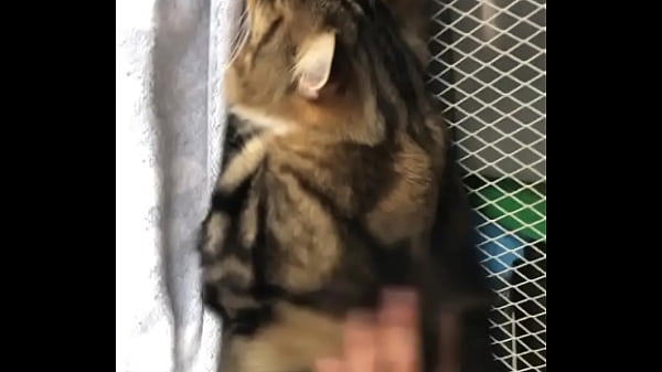 Nonton Indian Beastialittty Enjoyer Shoes His Love To Lucky thumbnail