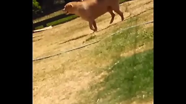 Nonton Bom Demais Luiz thumbnail