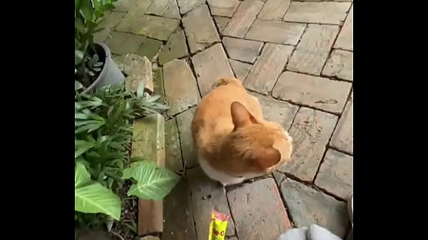 Nonton Not A Crazy Cat Lady Triying To Make Cat Friends Here :d thumbnail