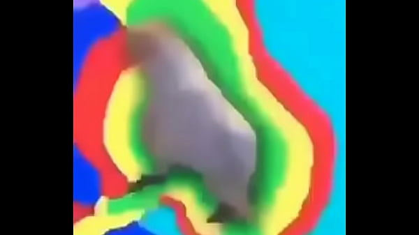 Cotorra blanca bailando owo