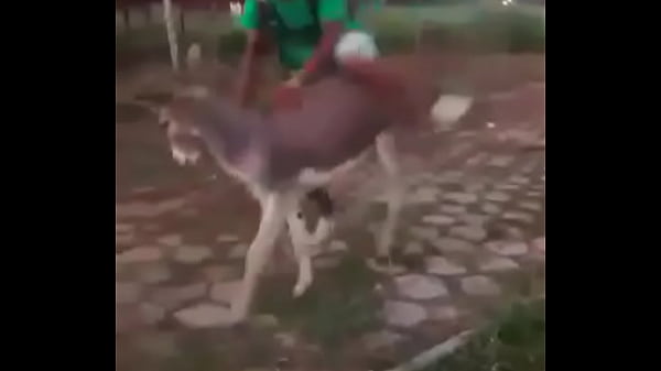 Okokok