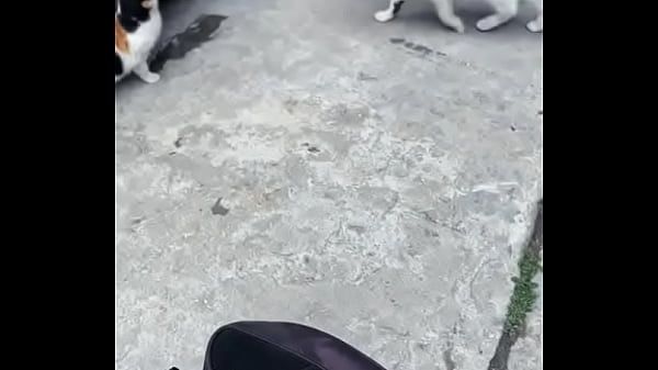 验证视频