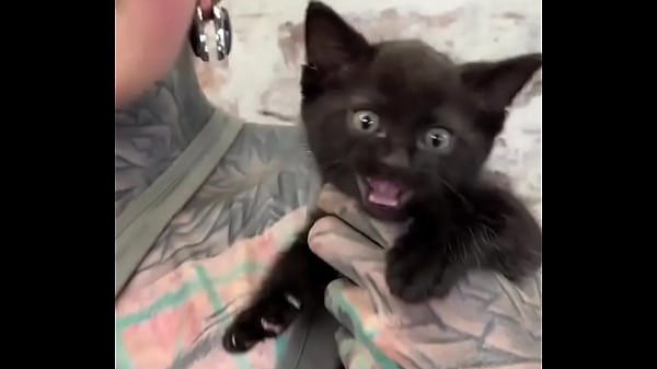 Nonton I Love Cats! ??what's Your Favorite Thing About Cats?#catlover #felinefriends #inkedandcuddly #tattoogirl #psyland... thumbnail