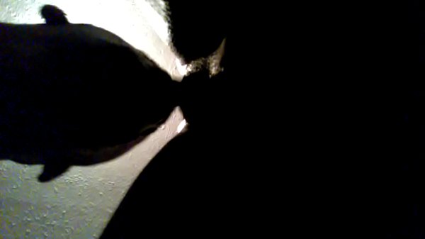 Licking And Eating My Bbw From Da Back thumbnail