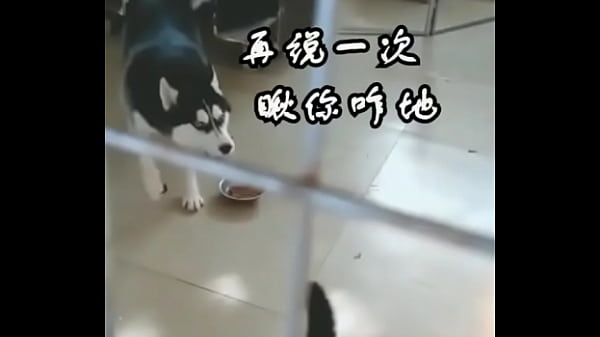 Nonton 狗狗大站猫咪 thumbnail