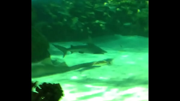 Trim.5527a5fd-8423-455a-8324-28846d125266.mov thumbnail