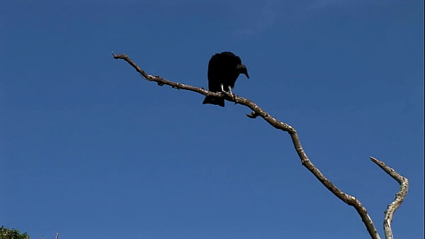 Nonton Voyeurs Get An Eyeful Of Two Hot Lesbians Fucking On The Beach thumbnail