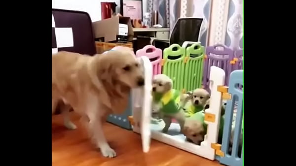 Nonton Dogs thumbnail