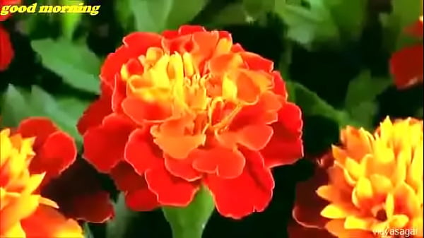 वेरीफ़िकेशन विडियो video thumbnail