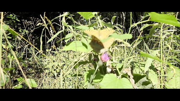 Mesmeriza 40 01 MOV CINEMA CLIP 855 20250823130053420