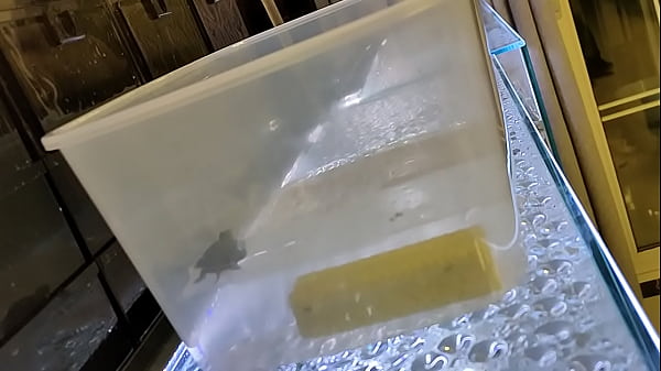 验证视频