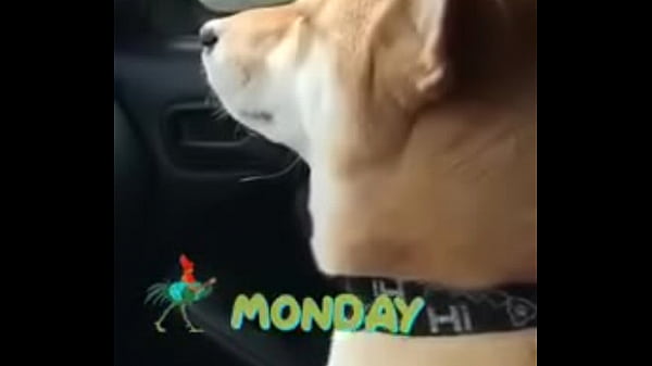 Video x&aacute_c minh