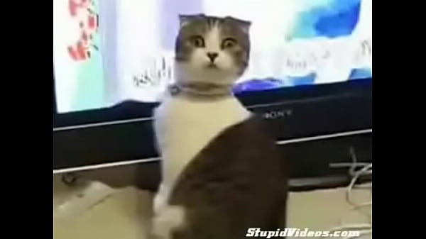 Nonton Dramatic Cat (plus Orchestral Score) thumbnail