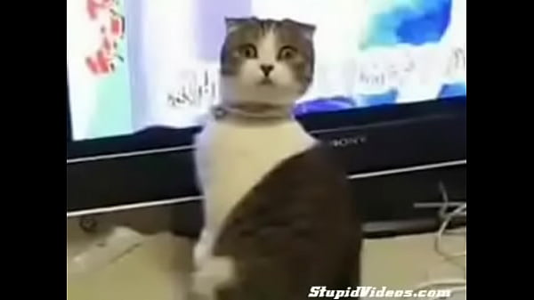 dramatic cat (plus orchestral score)