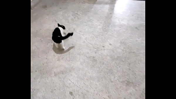 验证视频