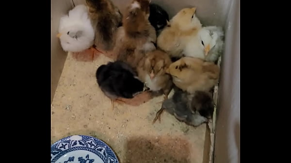 Verification video